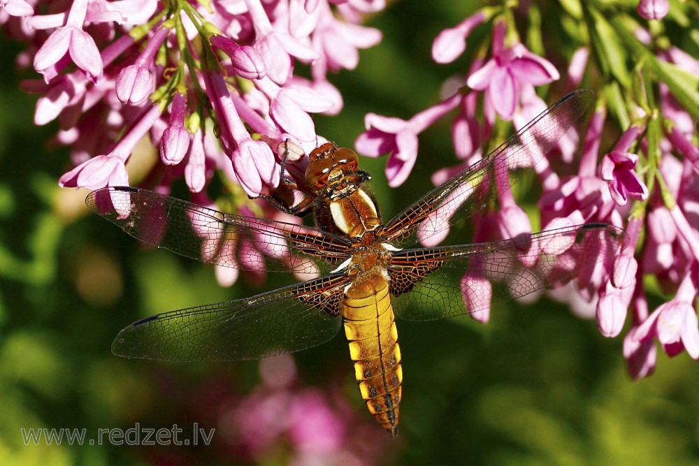 Broad-bodied chaser (female)