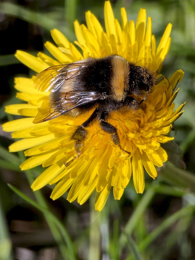 Bumblebee Sitting on a Yellow Dandelion Flower