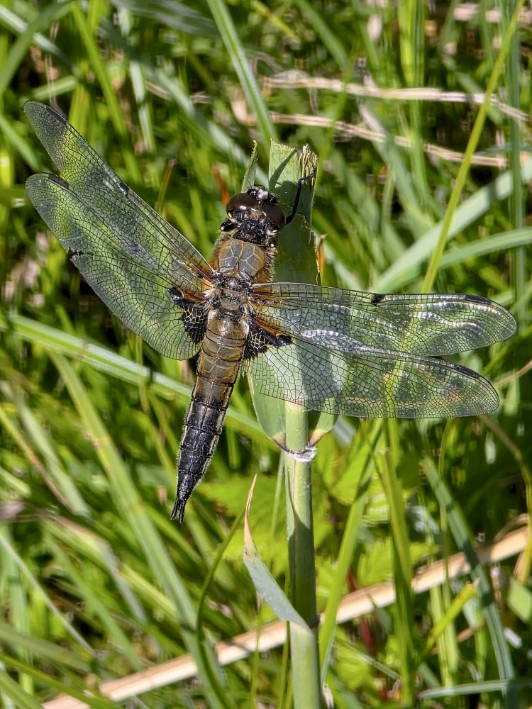 Dragonfly