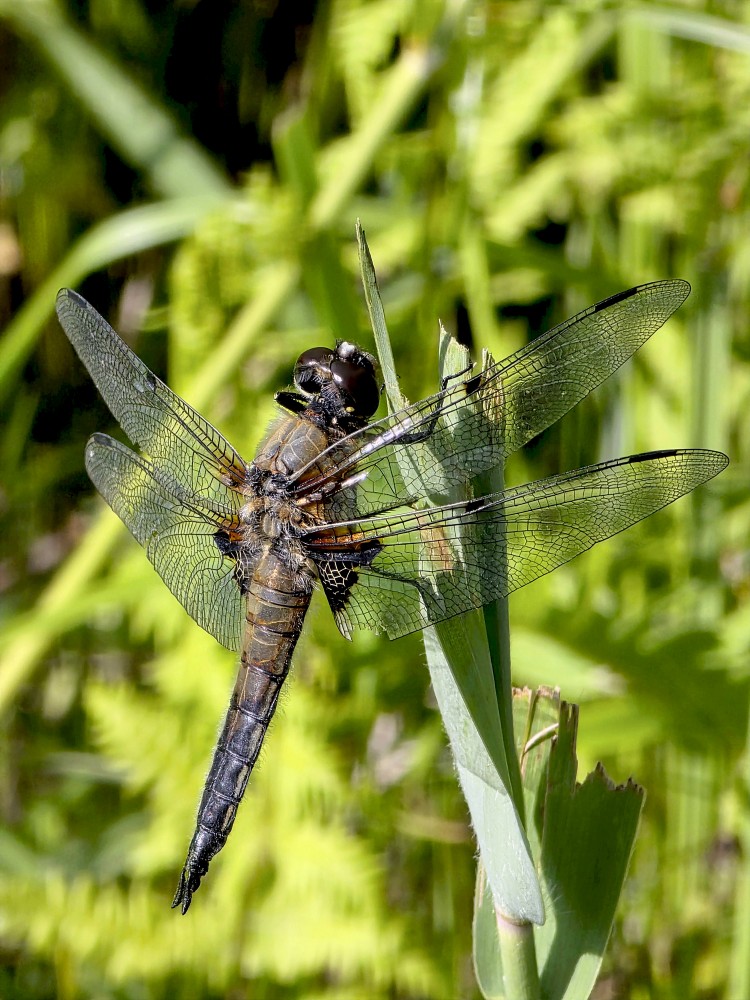 Dragonfly (Anisoptera)