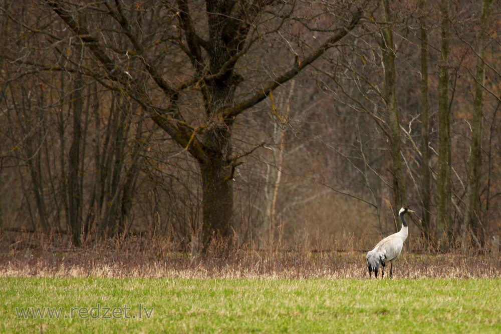 Common crane in spring