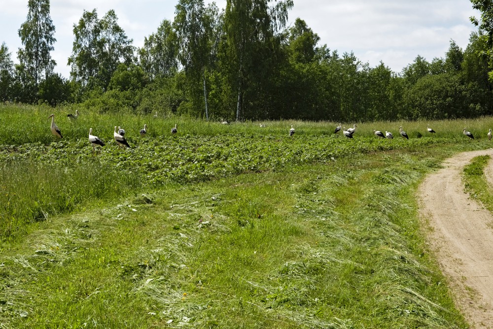 Landscape with Storks