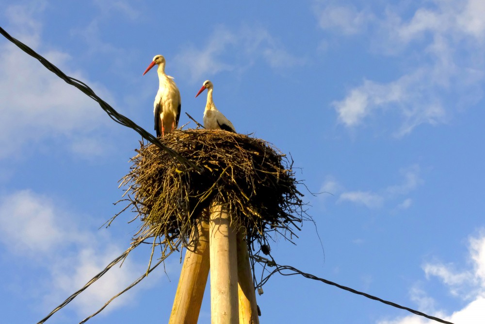 Stork Nest and Storks