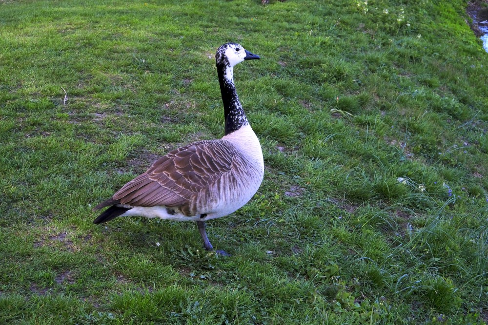 Leucistic Canada Goose