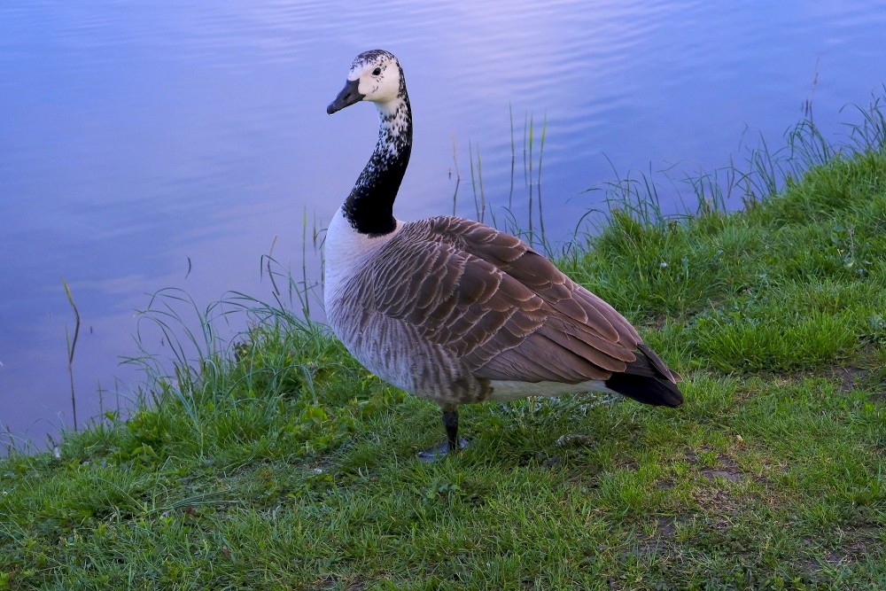Leucistic Canada Goose