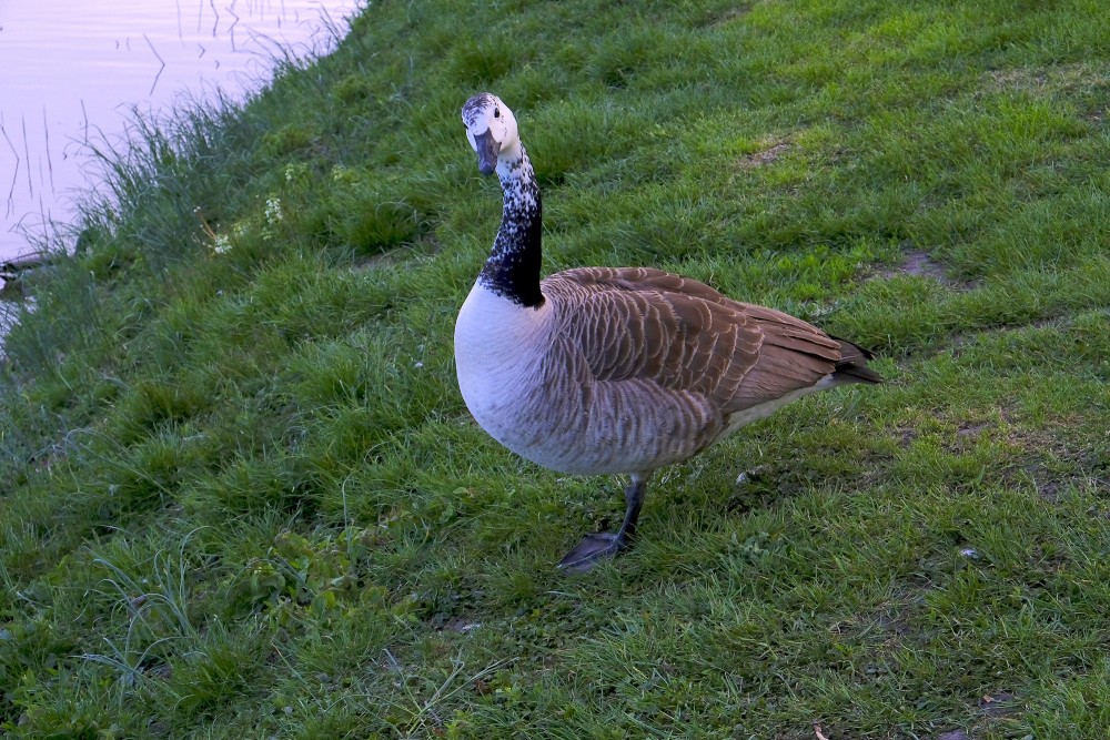 Leucistic Canada Goose