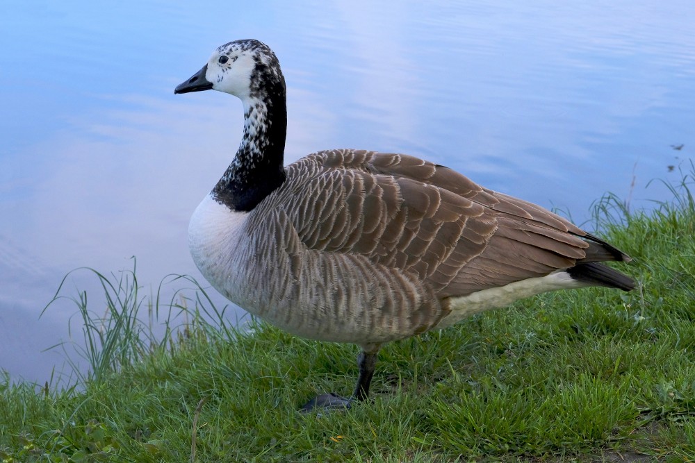 Leucistic Canada Goose