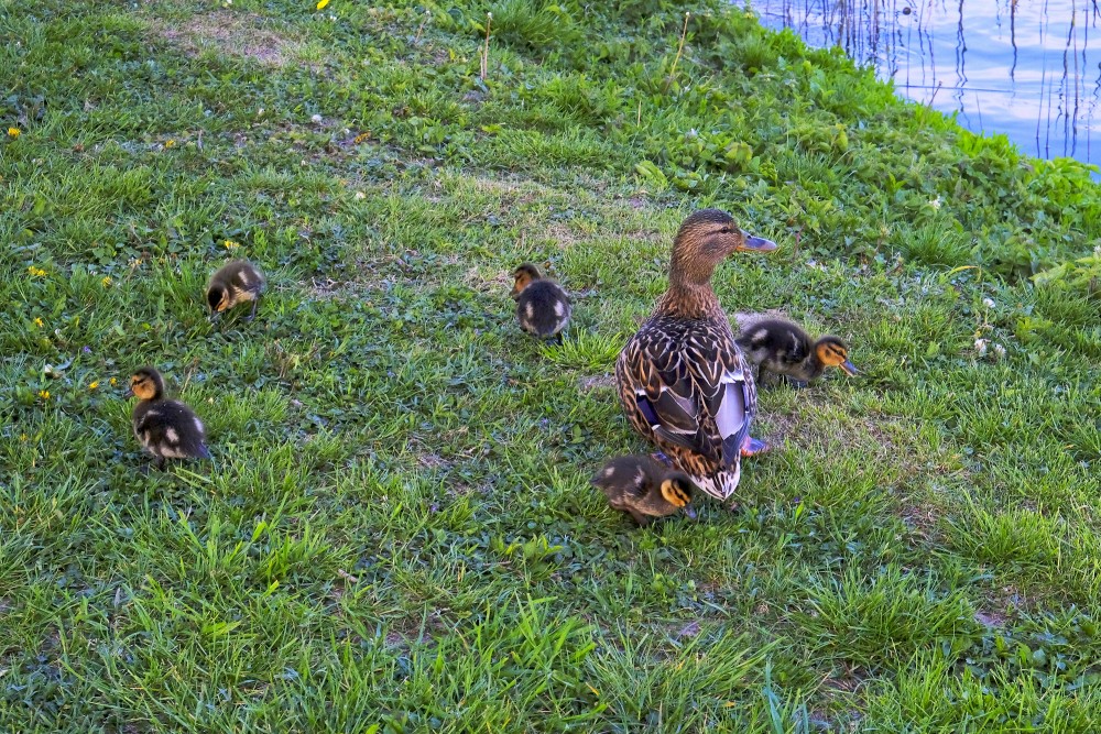 Mallard with new ducklings