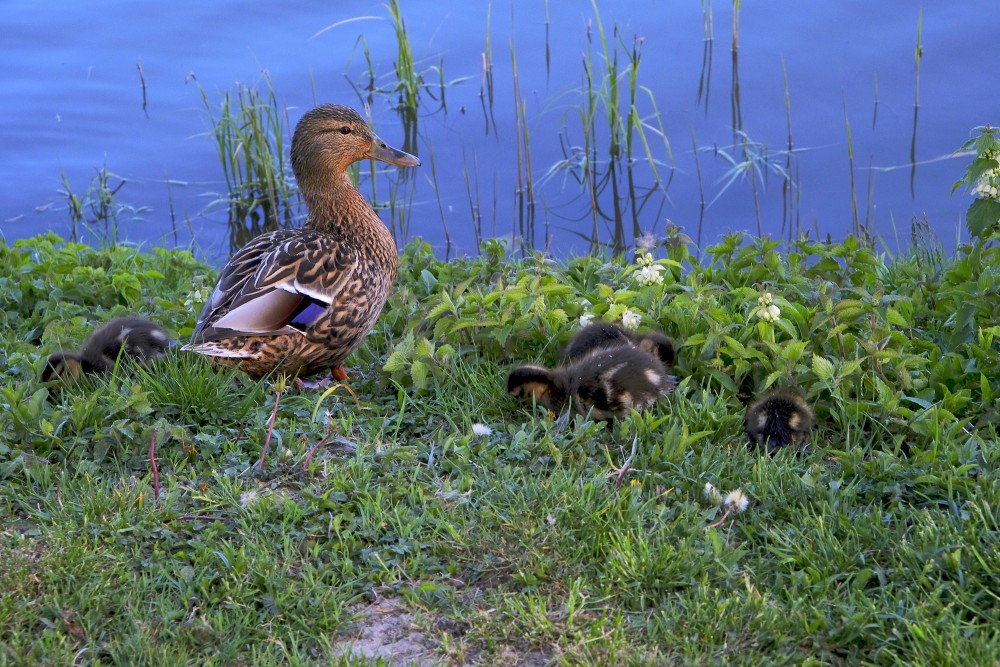 Mallard with new ducklings