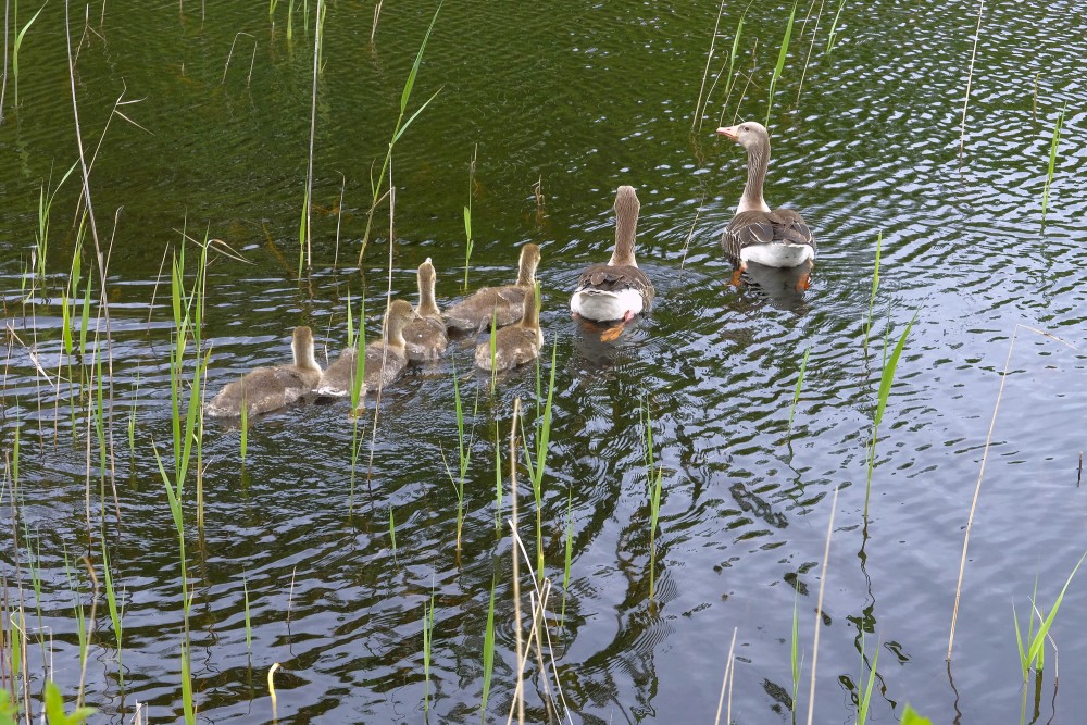 Greylag goose (Anser anser) Family