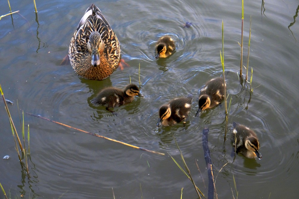 Mallard with new ducklings