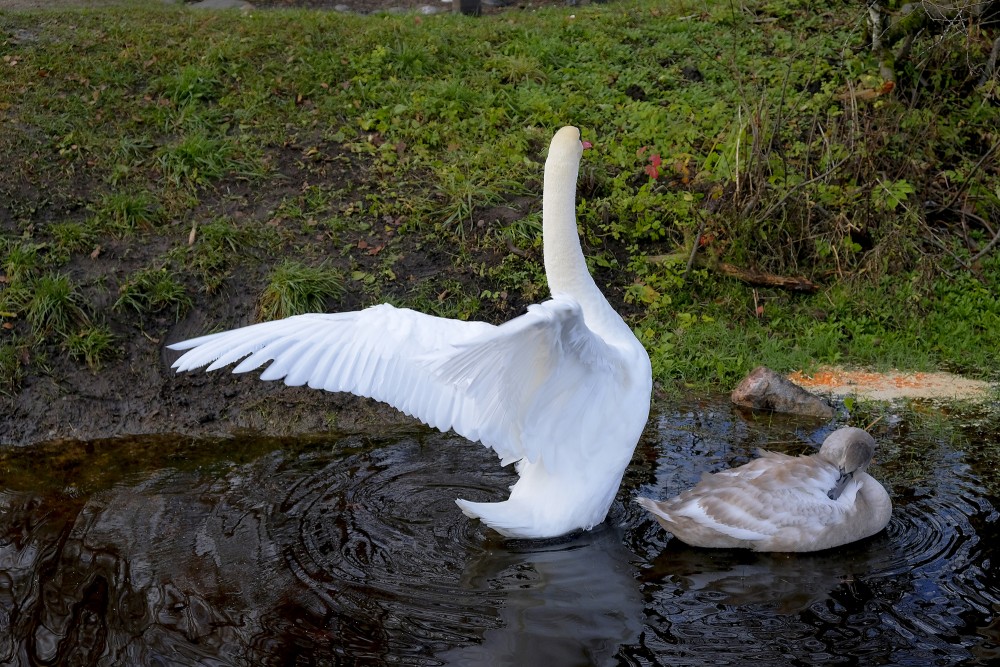 Swan With Spread Wings