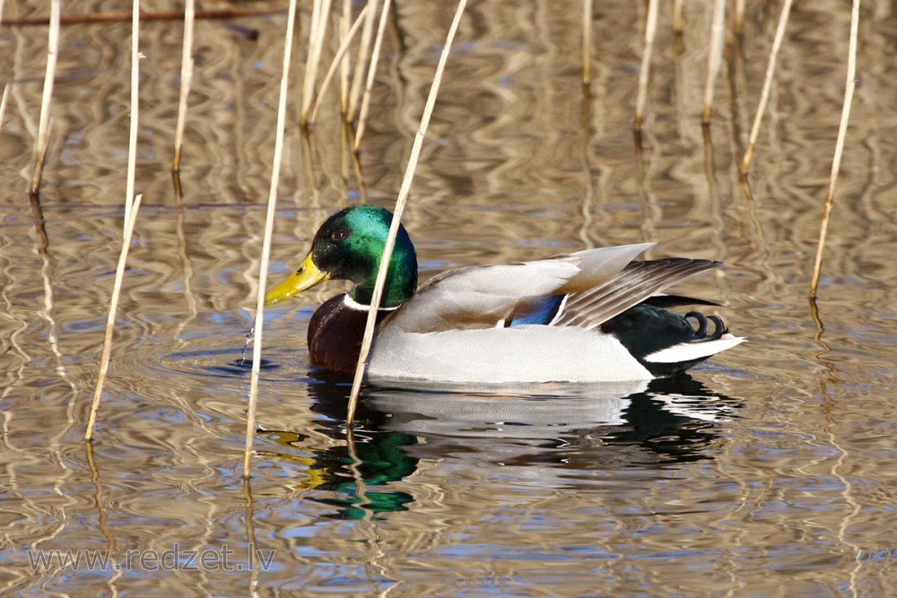 Male Mallard Duck