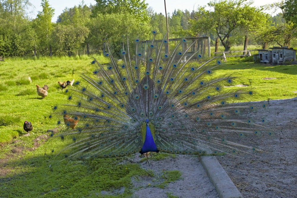 Male (peacock) displaying