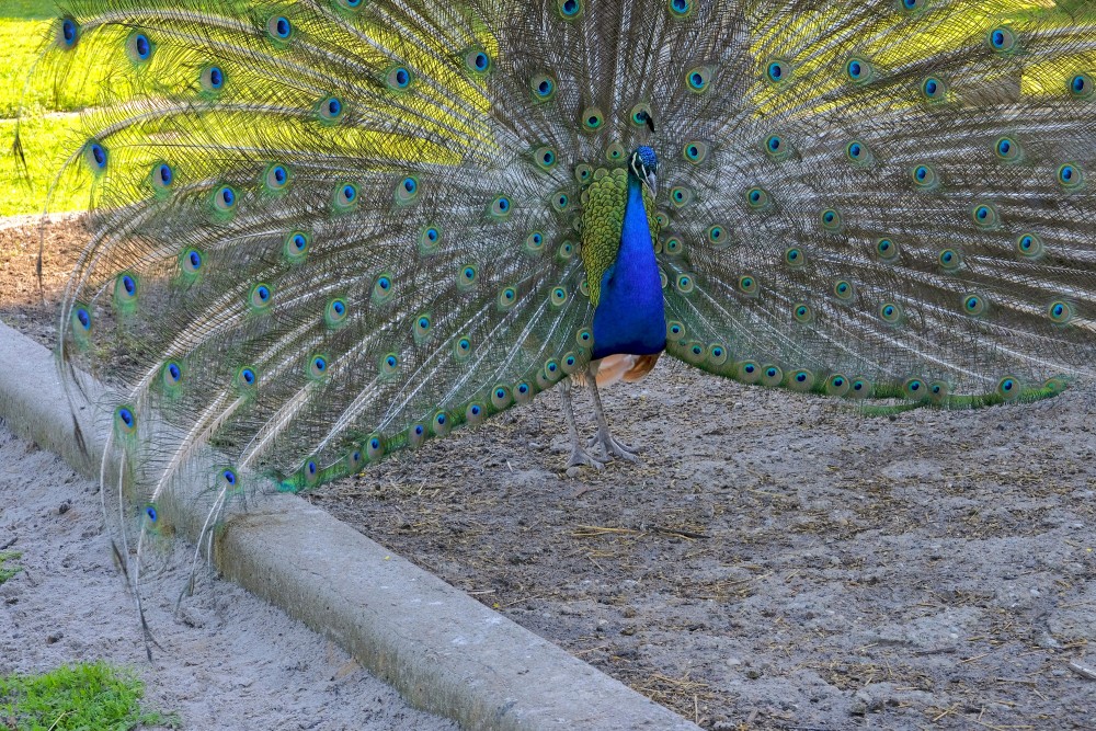 Indian peacock in full display