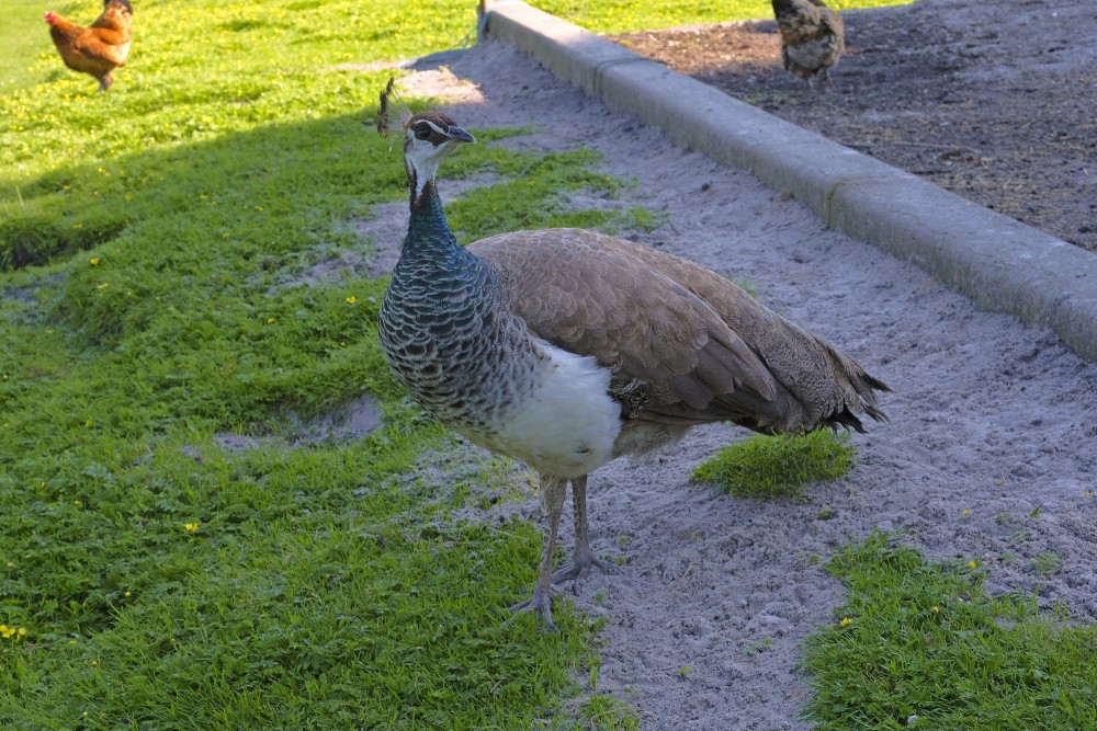 Indian peafowl Female