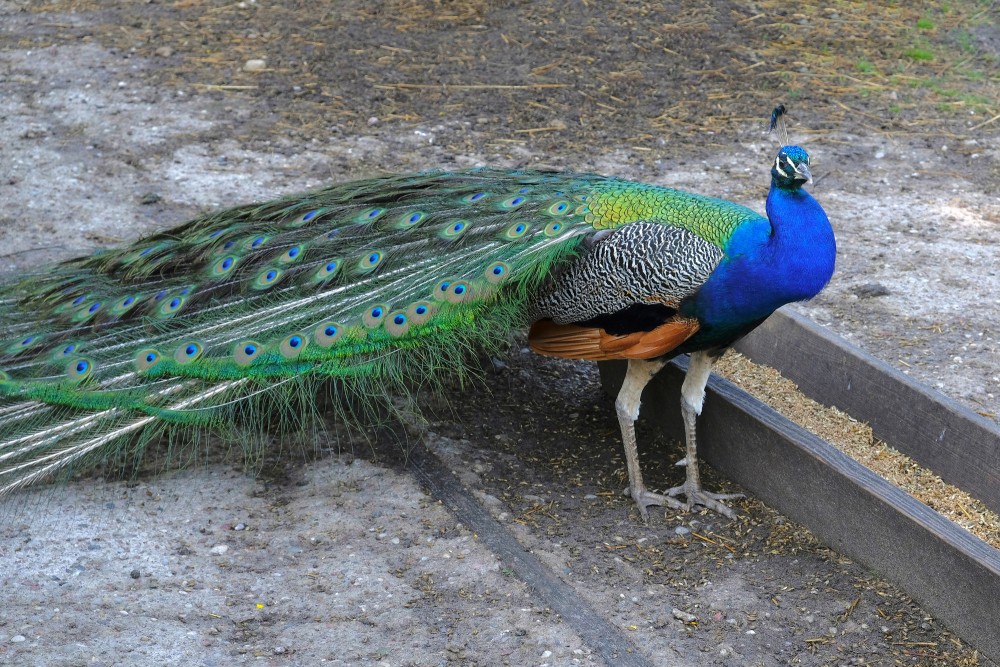 Indian peafowl Male