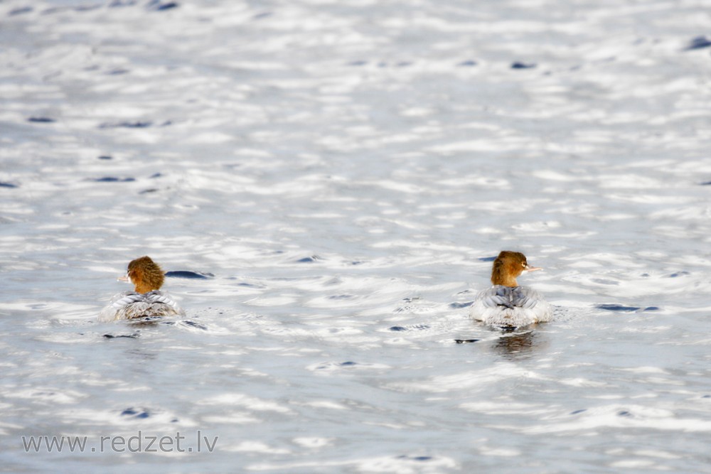 Lielā gaura (Mergus merganser)