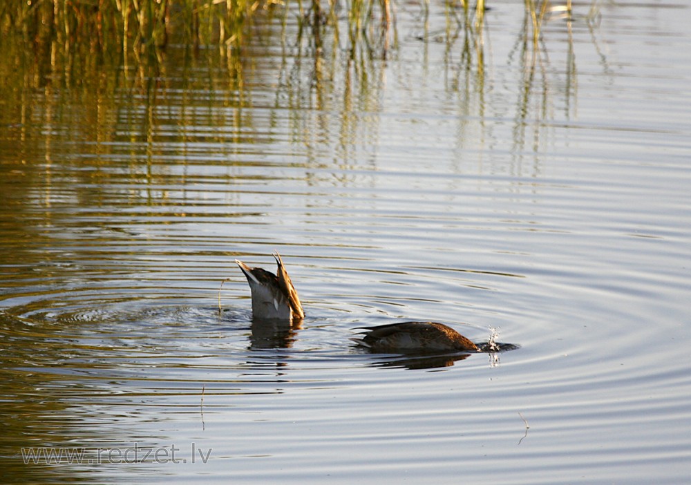 Vakariņas ūdenī