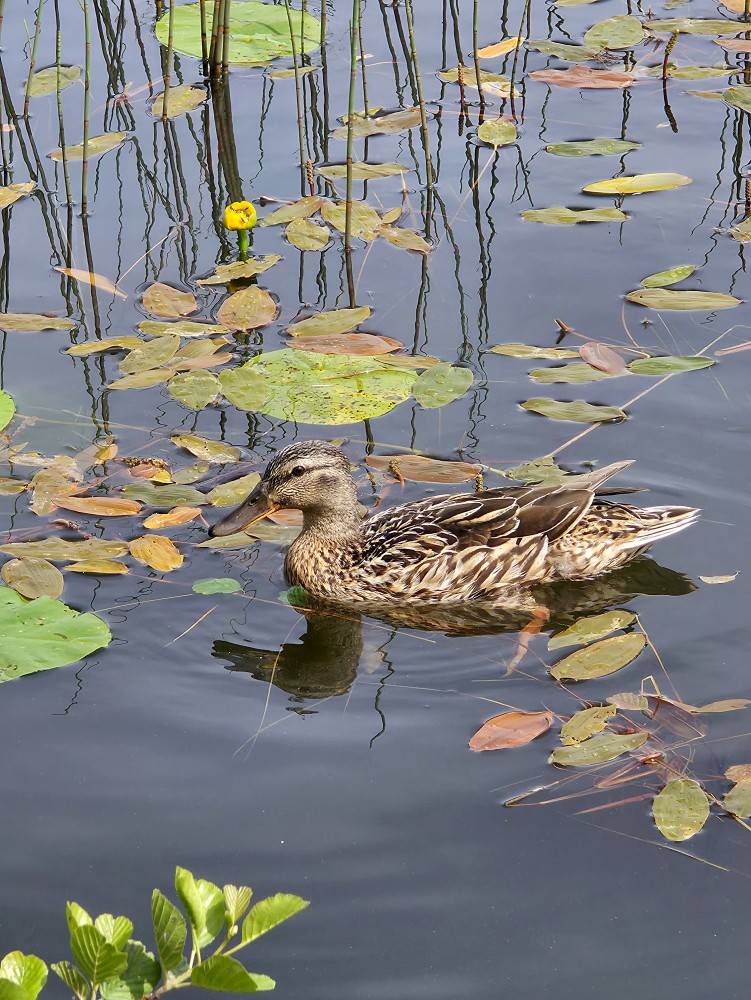 Mallard Reeds Lake Water