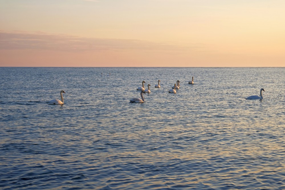 Swans In The Sea, Morning