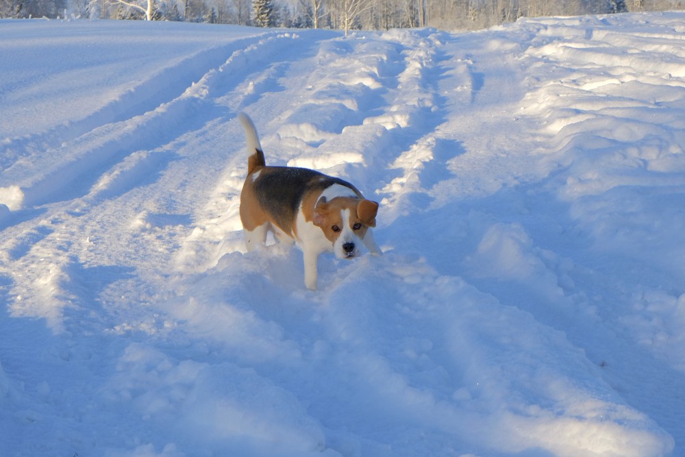 Beagle In Winter