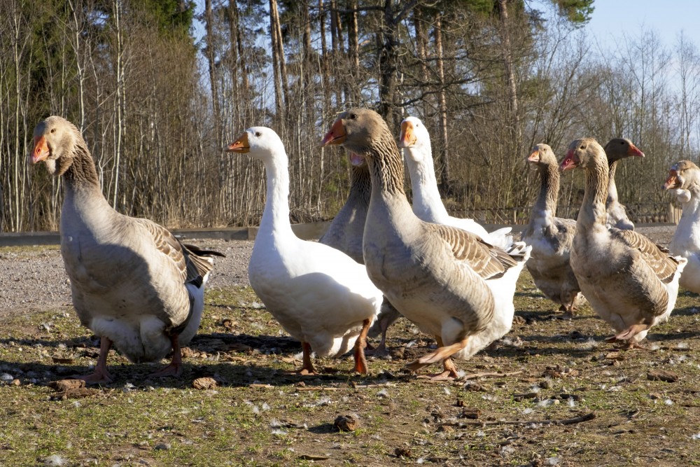Zosis dodas uz kūti