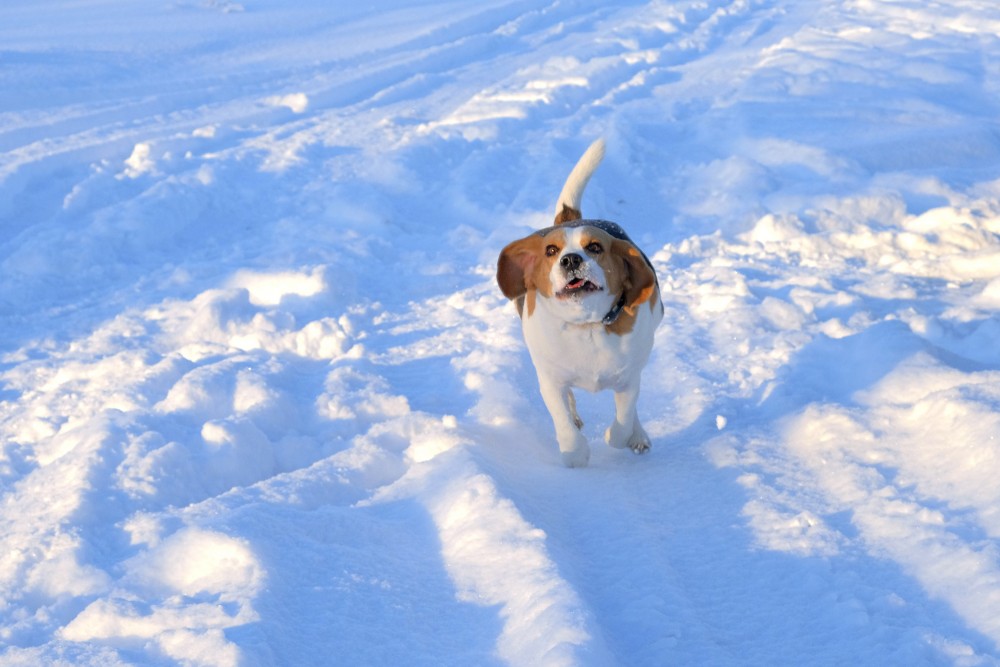 Beagle In Winter