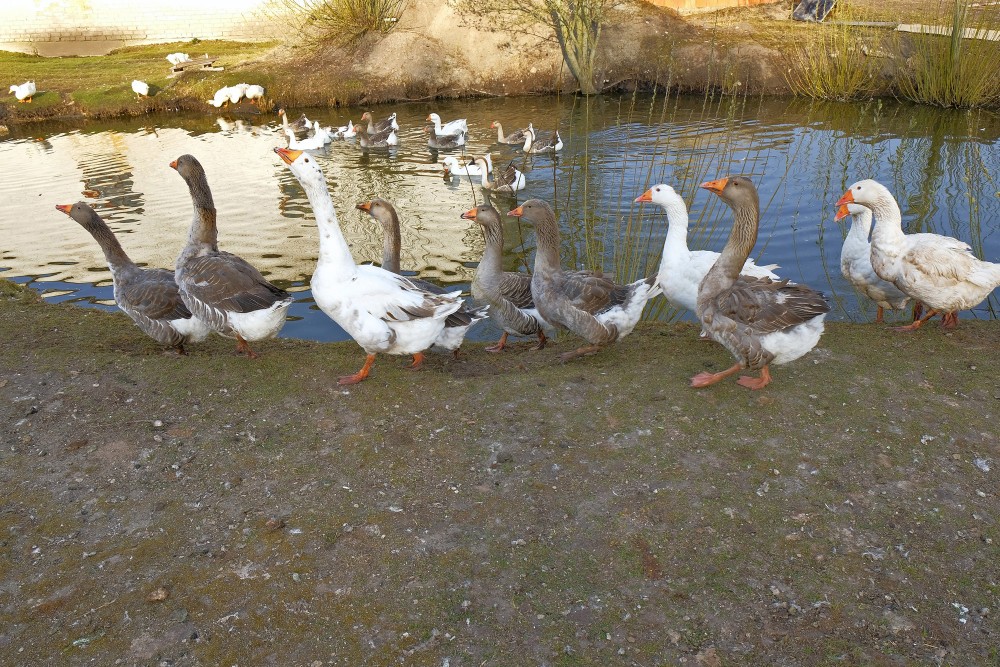 Mājas zosis pie dīķa