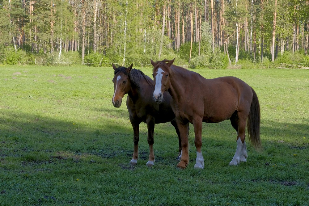 Divi zirgi ganībās
