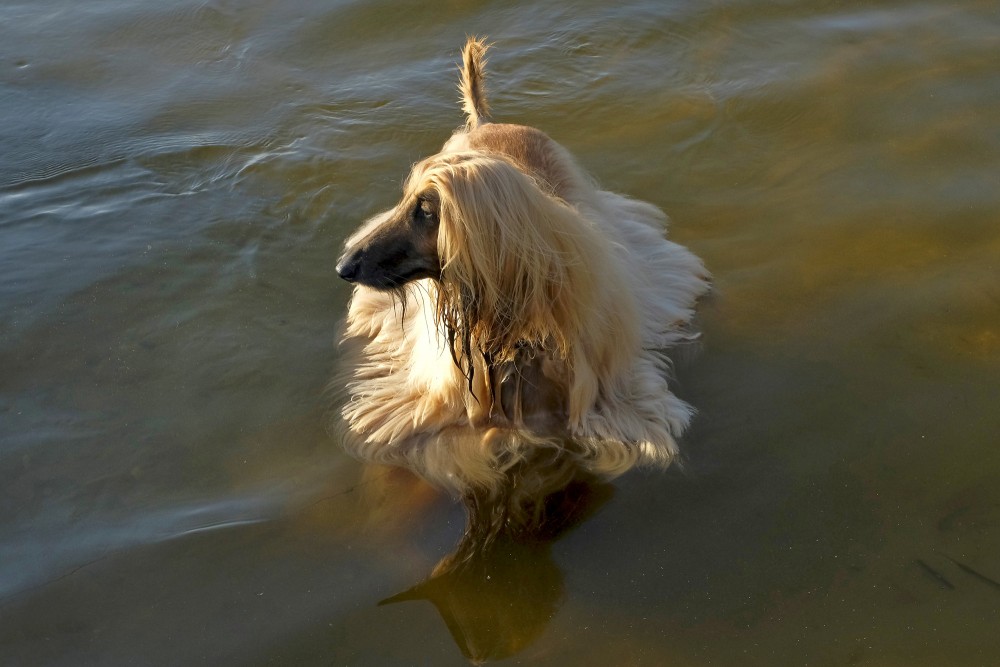 Afganāņu kurts ūdenī