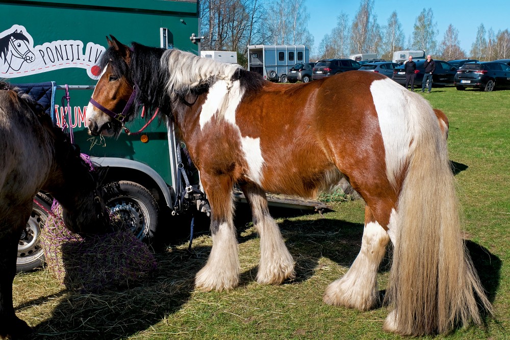 Ponies for Events Tinker Horse Gucci