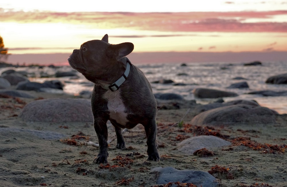 Franču buldogs saulrietā Franču buldogs saulrietā