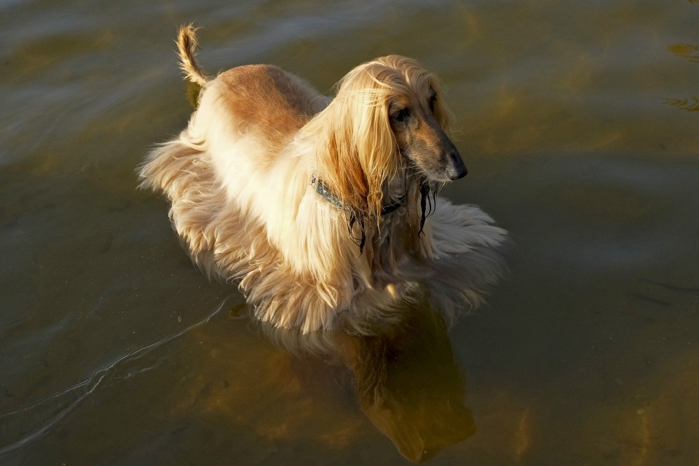 Afganāņu kurts peldas