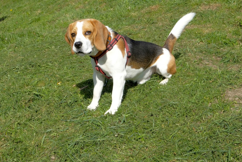Beagle Puppy