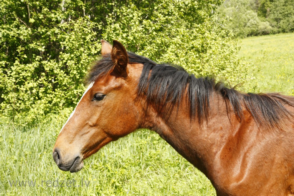 Mājas zirgs (Equus caballus)