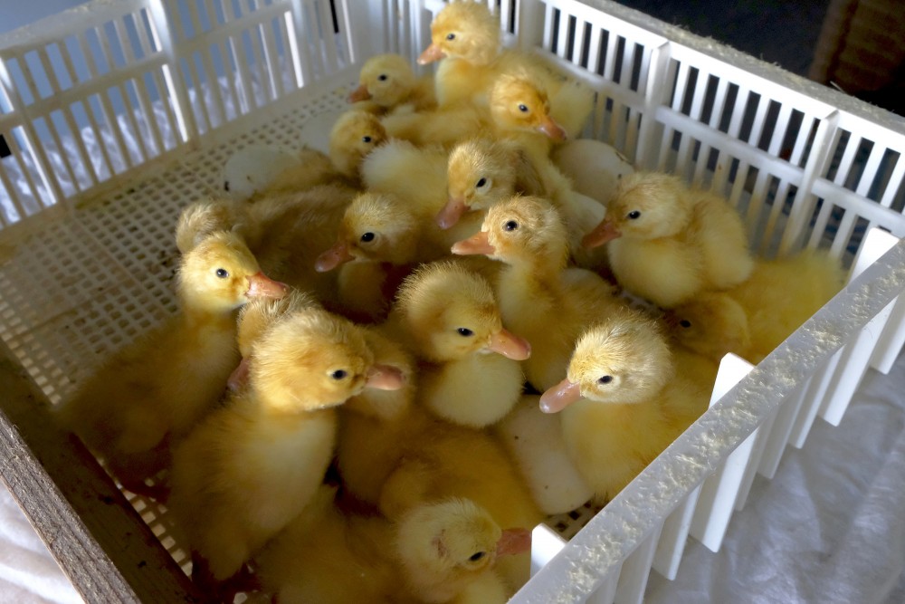 Pekin Duckling