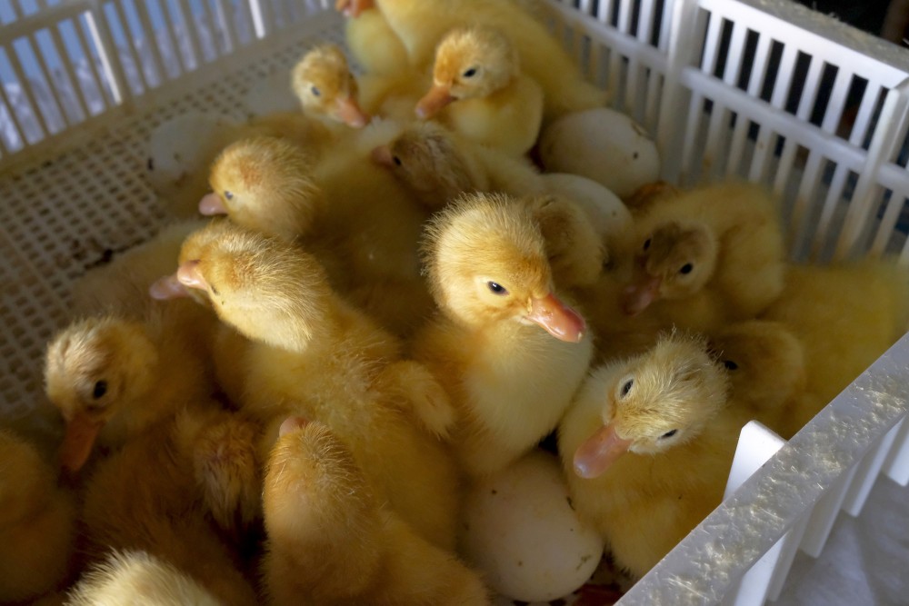 Tikko izšķīlušies pekinas pīles pīlēni inkubātorā