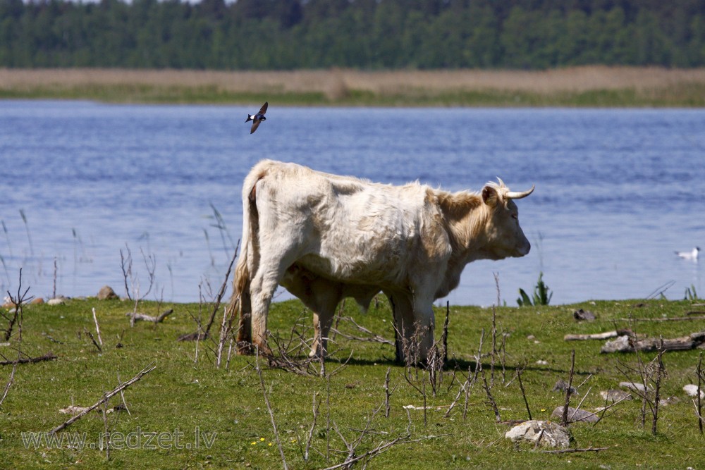 Wild cow feeds calf 