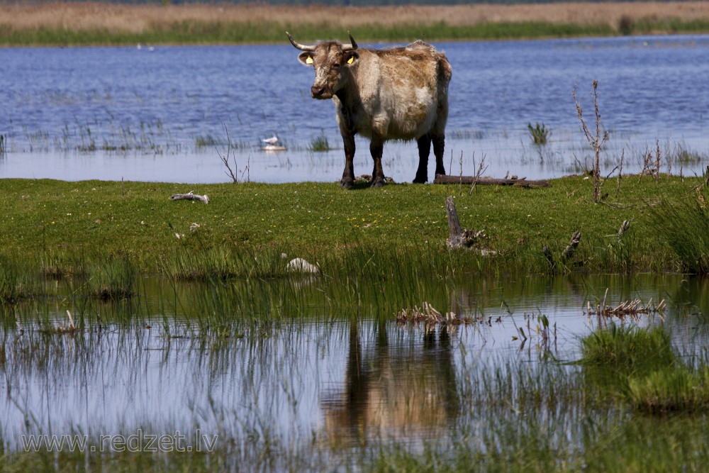 Wild cow and reflection