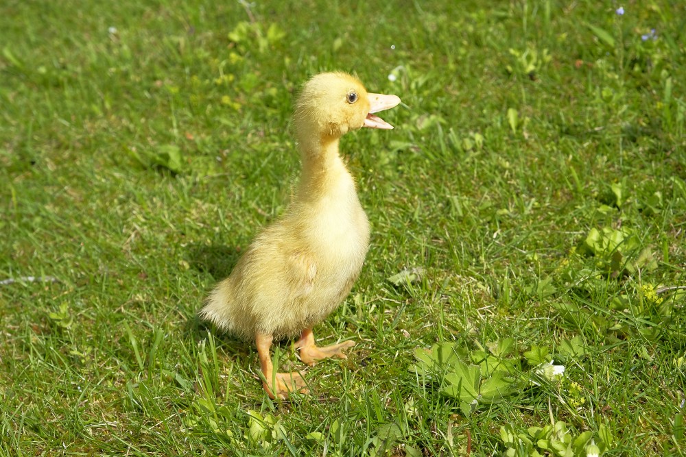 Pekinas pīles pīlēns