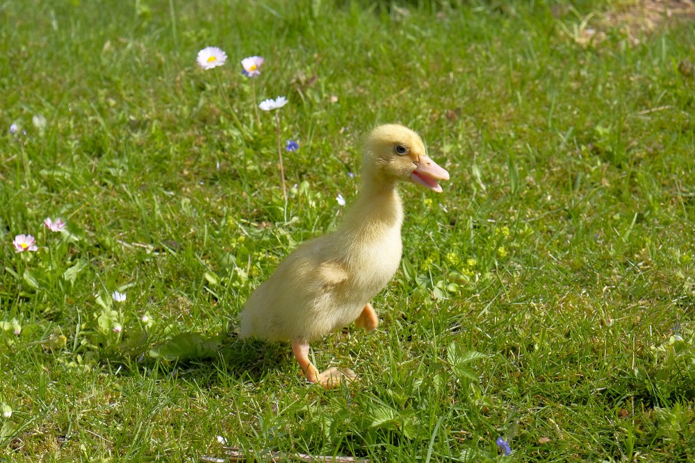 Pekin Duckling