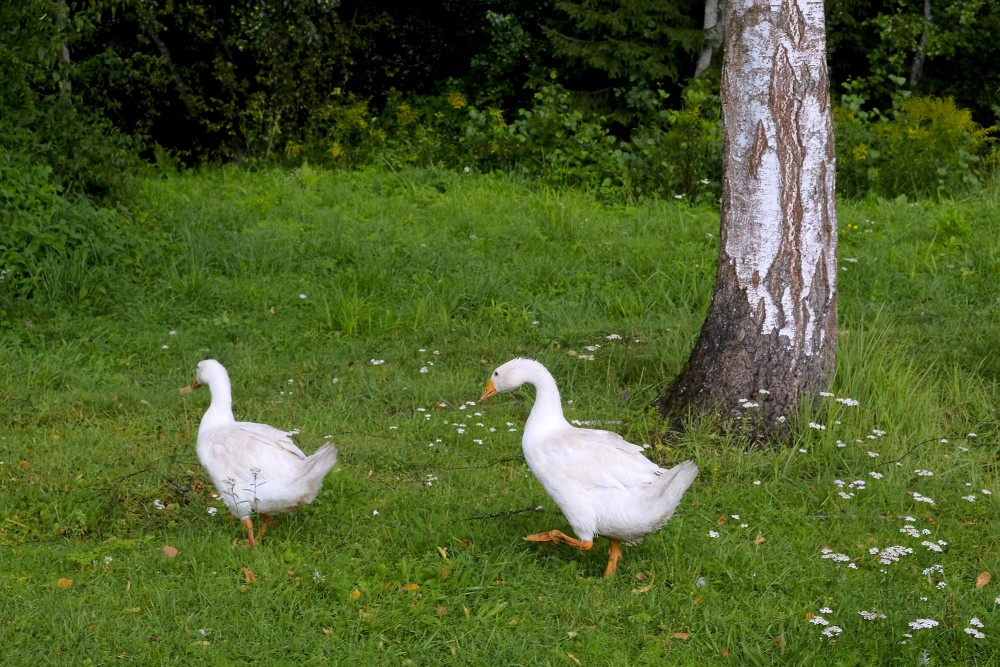 Two White Geese Walking on Green Grass