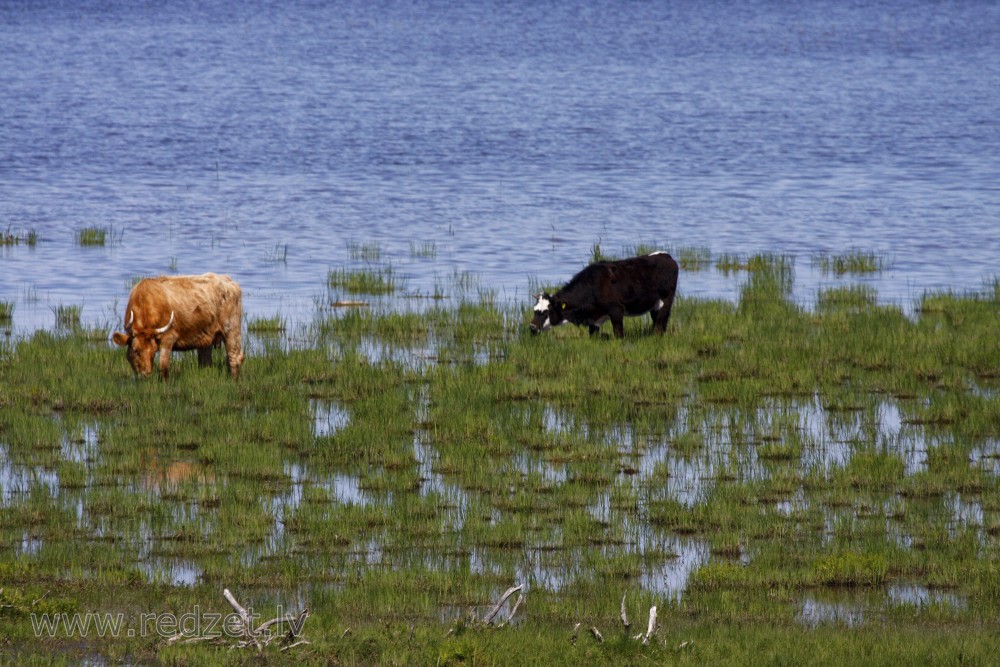 Wild cows in Lake Engure Nature Park