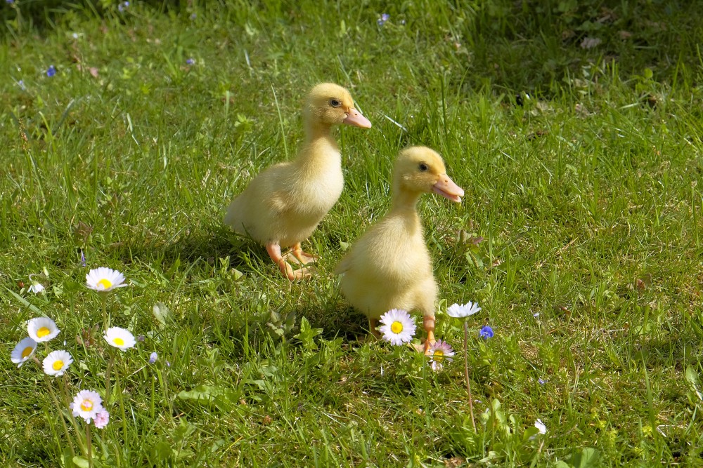 Pekin Duckling