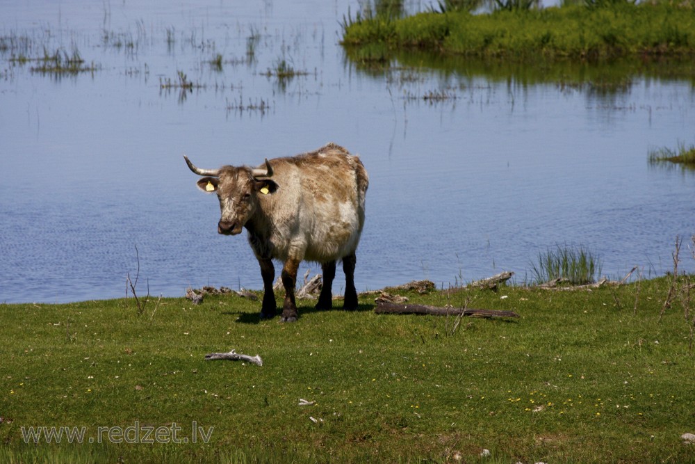 Wild cow in Lake Engure Nature Park