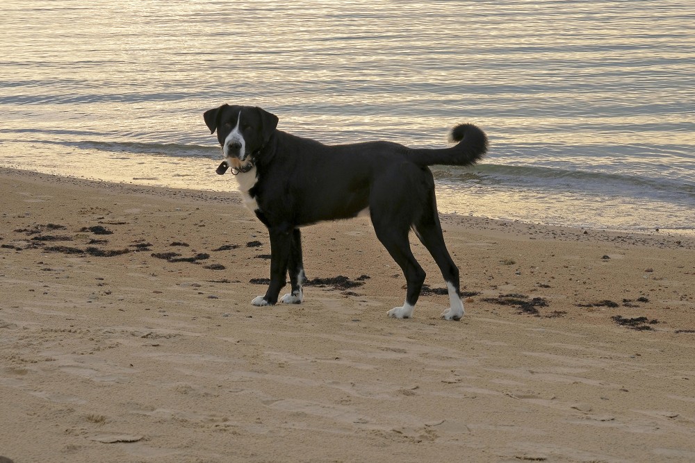 Melns suns pludmalē
