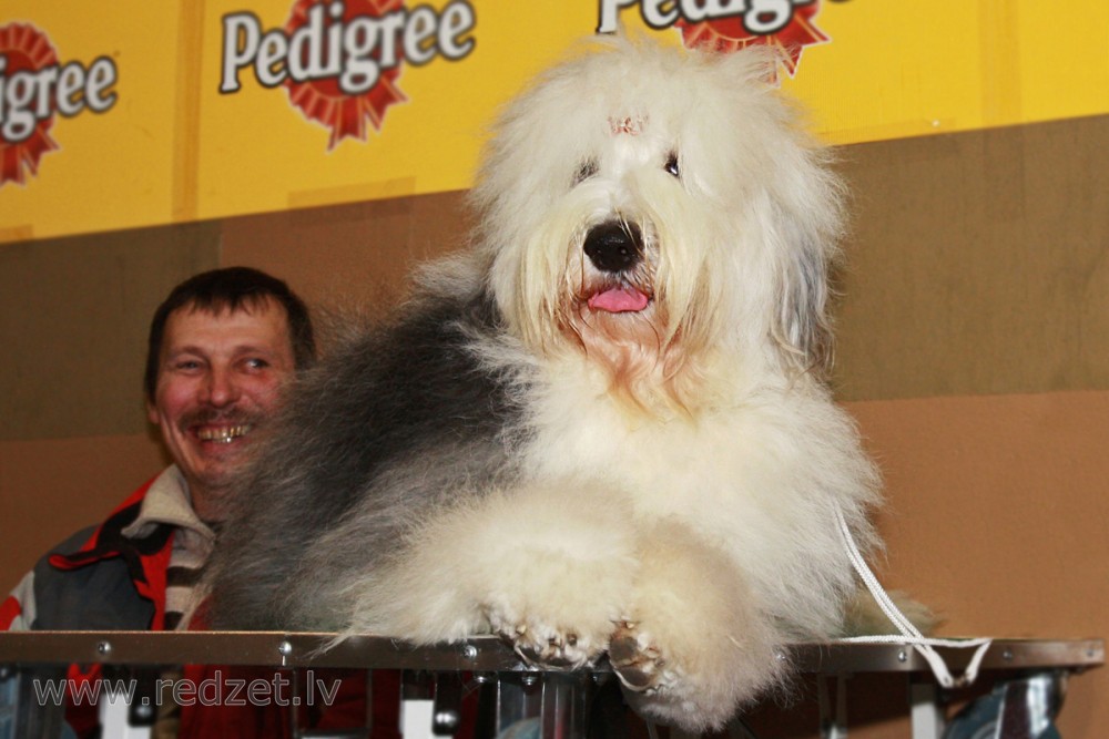 Bobteils (Bobtail / Old English Sheepdog)