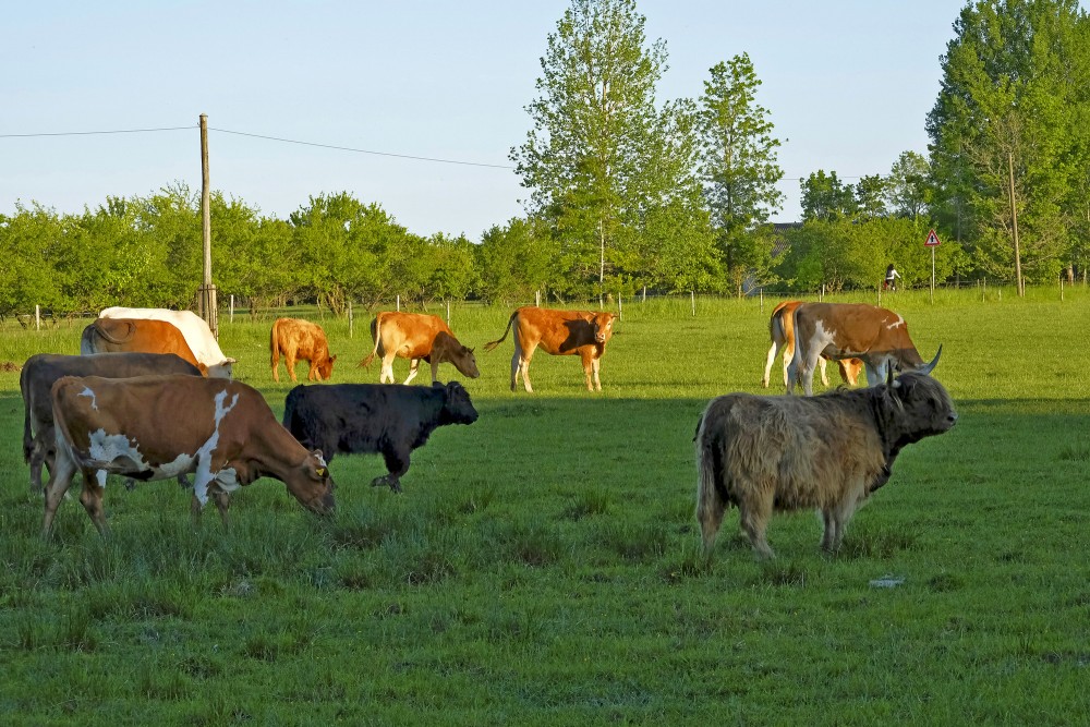 Cows grazing