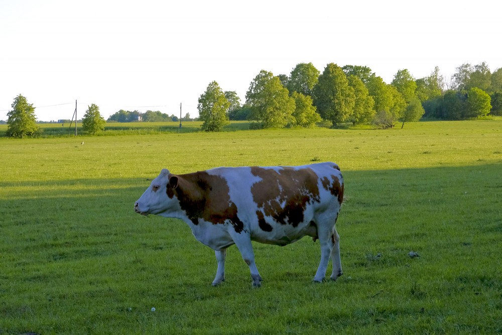 Cow on Pasture